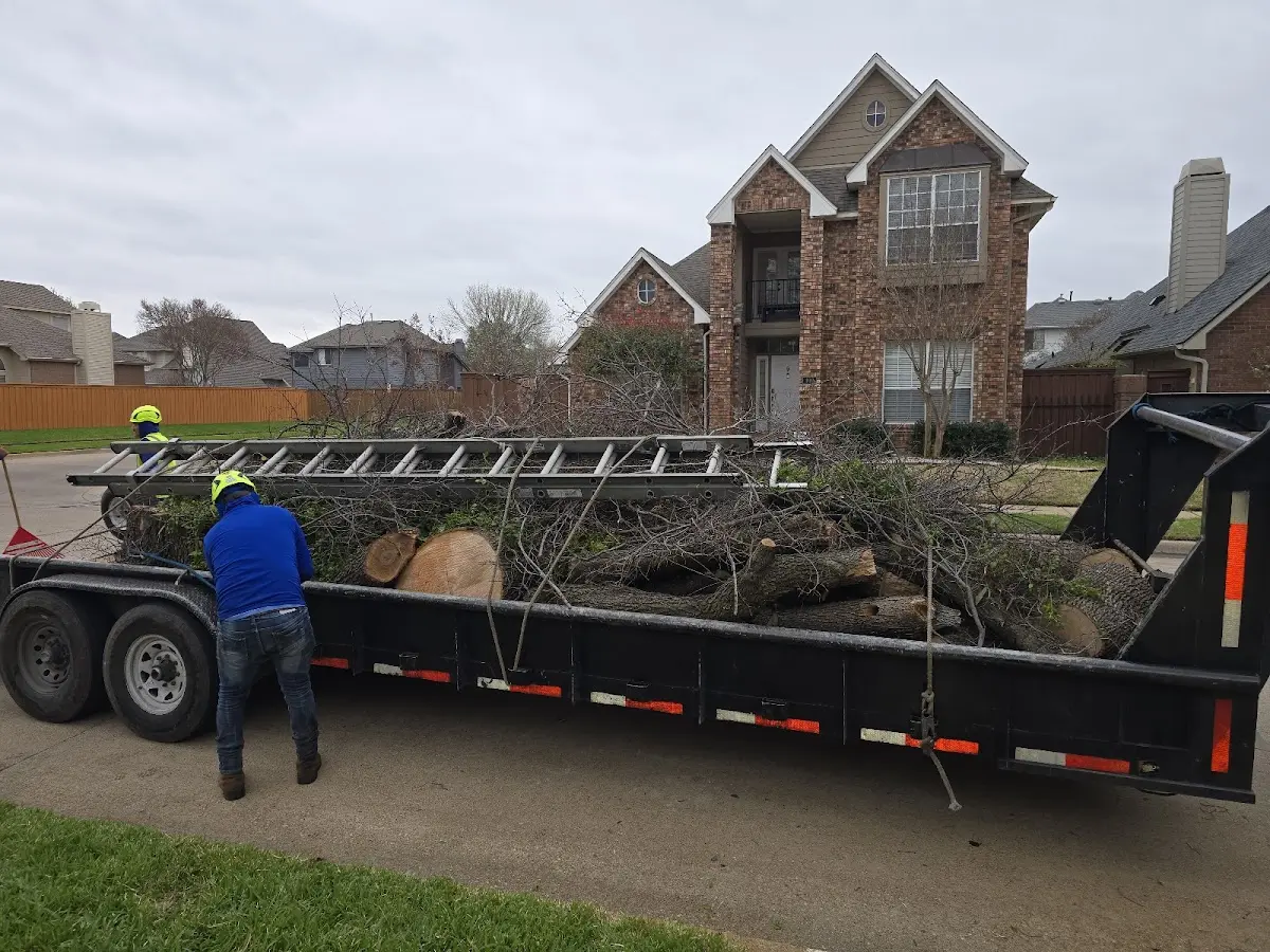 Expert Deadwooding with proper safety equipment in Belvidere